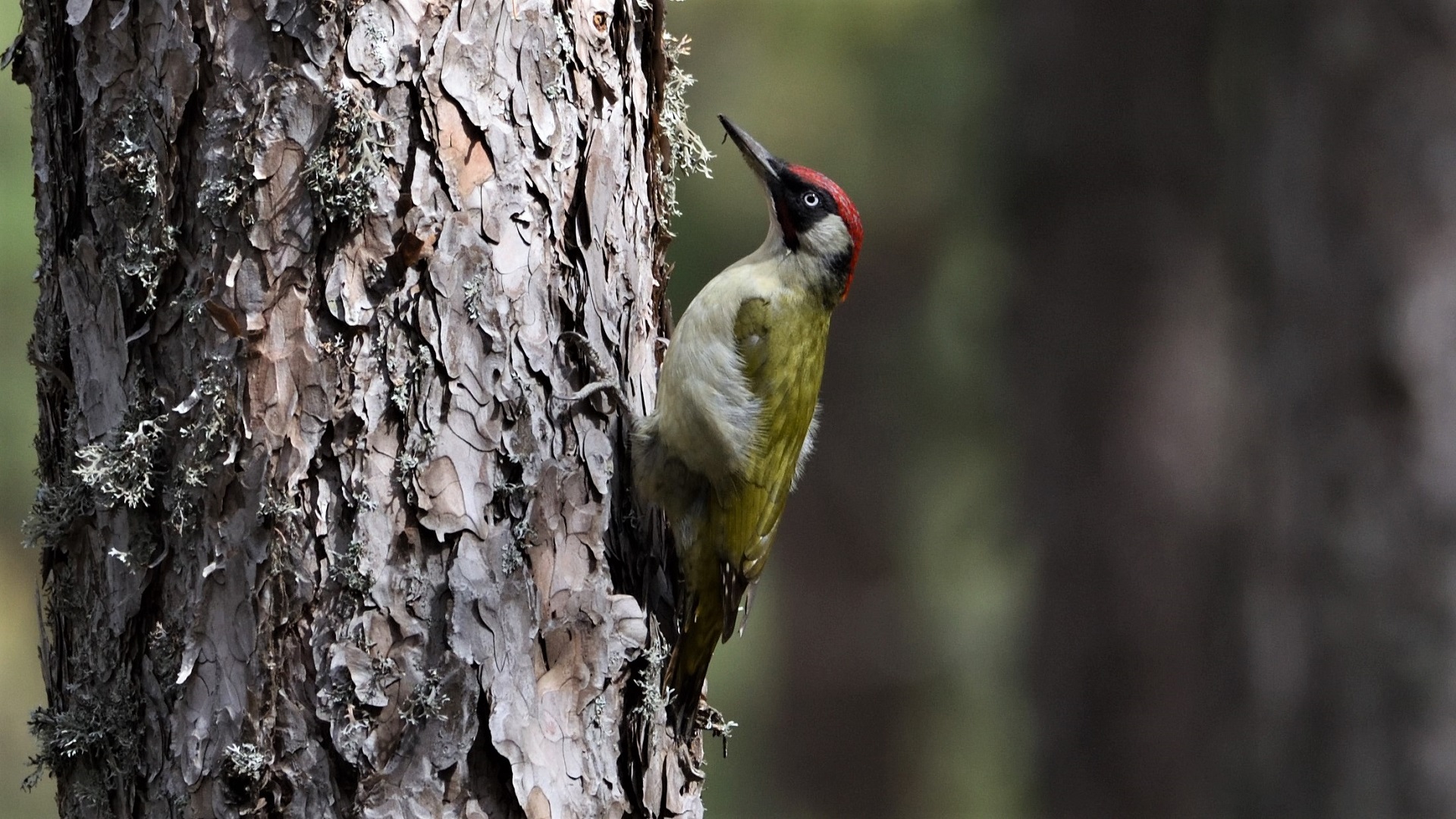 Eurasian Green Woodpecker